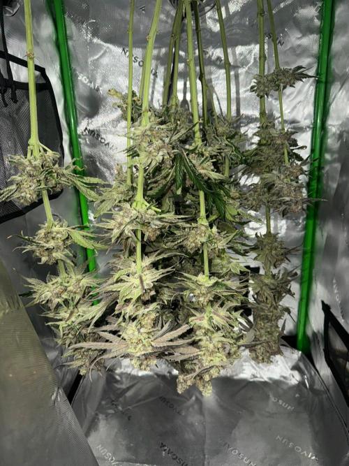 Marrakesh | Purple City Genetics. Week 10