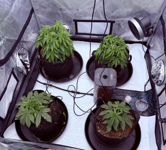 Blue Slushie F2 | Cherry Grenada. Week 5