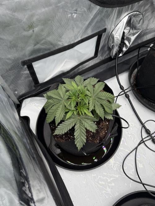 Blue Slushie F2 | Cherry Grenada. Week 5