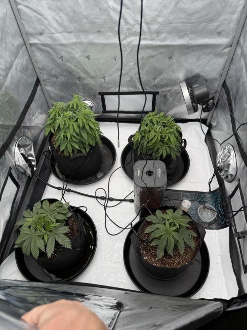 Blue Slushie F2 | Cherry Grenada. Week 5