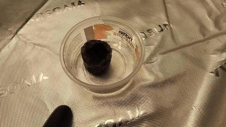 Scoopski F2 | Night Owl Seed | AUTO