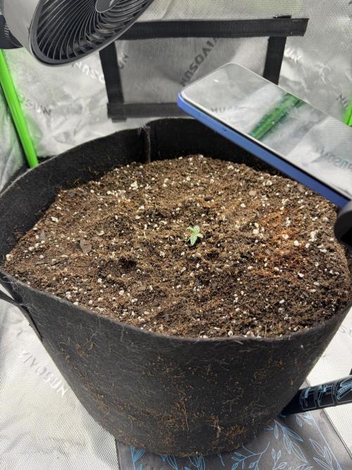 Scoopski F2 | Night Owl Seed | AUTO. Week 0