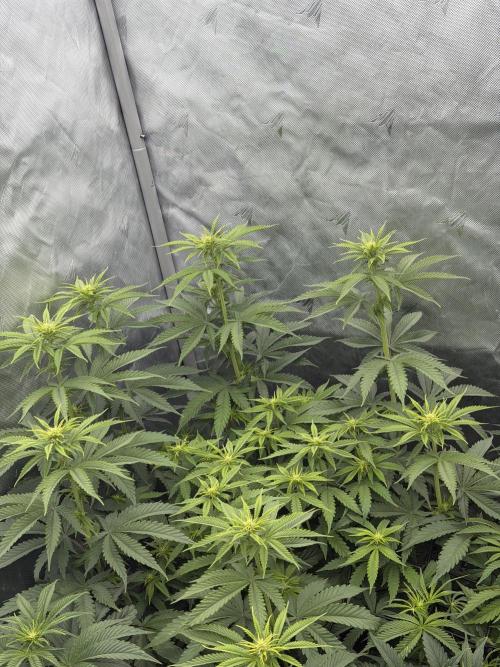 Blue Slushie F2 | Cherry Grenada. Week 7
