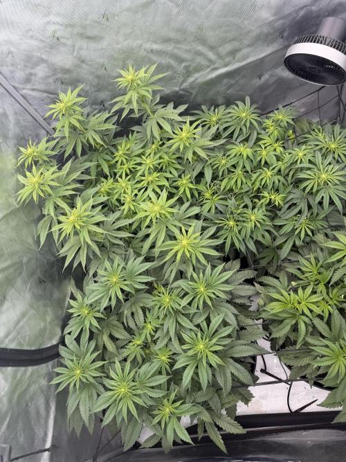 Blue Slushie F2 | Cherry Grenada. Week 7