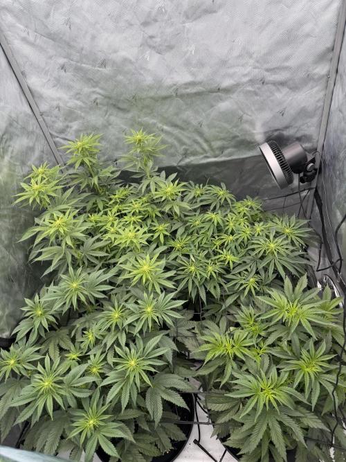 Blue Slushie F2 | Cherry Grenada. Week 7