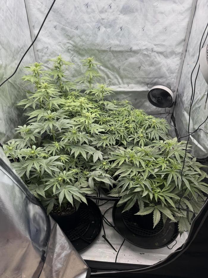 Blue Slushie F2 | Cherry Grenada. Week 8