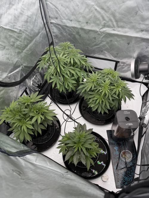 Stuffed Blue Cherry | Raw Genetics. Week 5