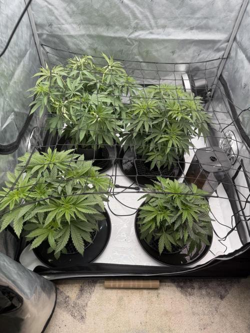 Stuffed Blue Cherry | Raw Genetics. Week 5