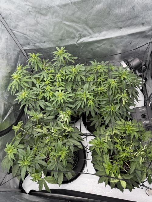 Stuffed Blue Cherry | Raw Genetics. Week 6