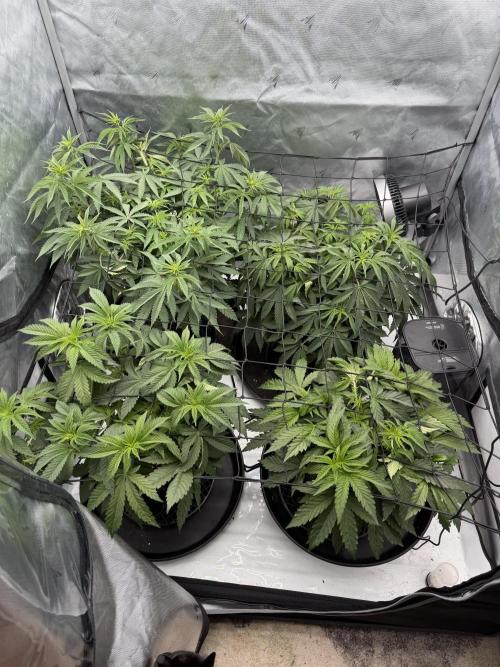Stuffed Blue Cherry | Raw Genetics. Week 6