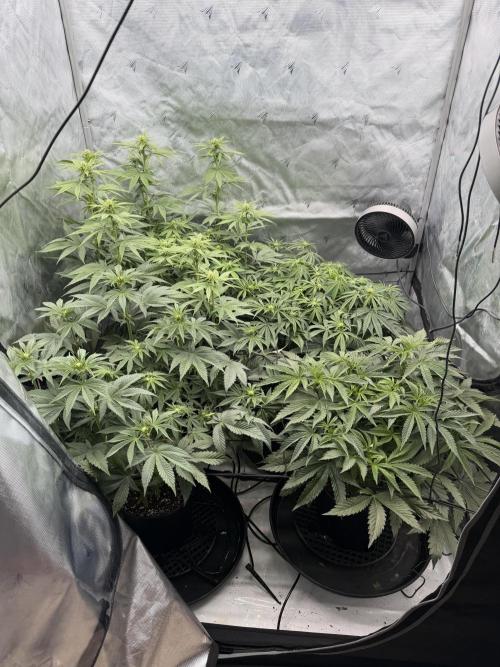 Stuffed Blue Cherry | Raw Genetics. Week 7