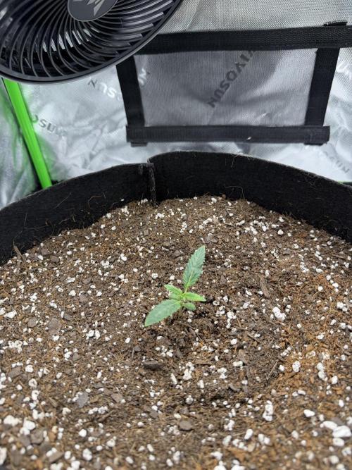 Scoopski F2 | Night Owl Seed | AUTO. Week 1