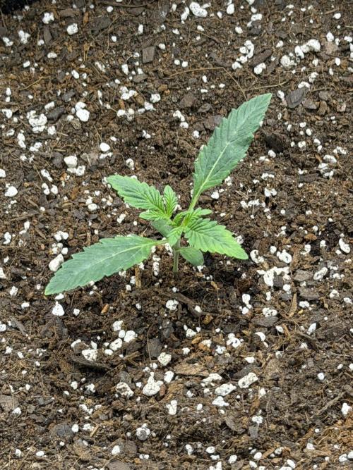 Scoopski F2 | Night Owl Seed | AUTO. Week 1