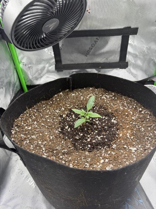 Scoopski F2 | Night Owl Seed | AUTO. Week 1