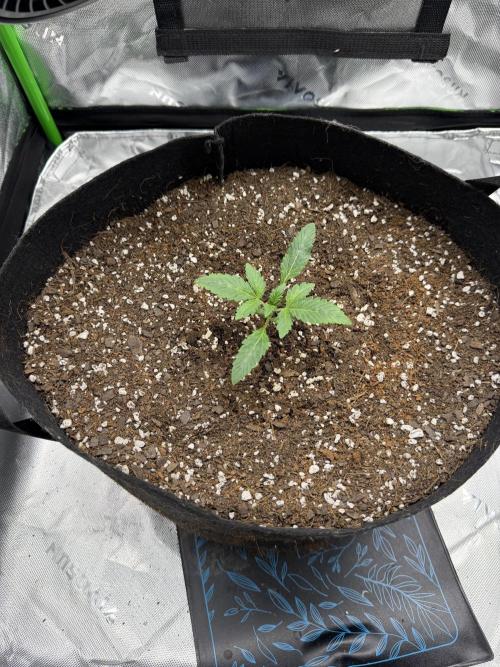 Scoopski F2 | Night Owl Seed | AUTO. Week 1