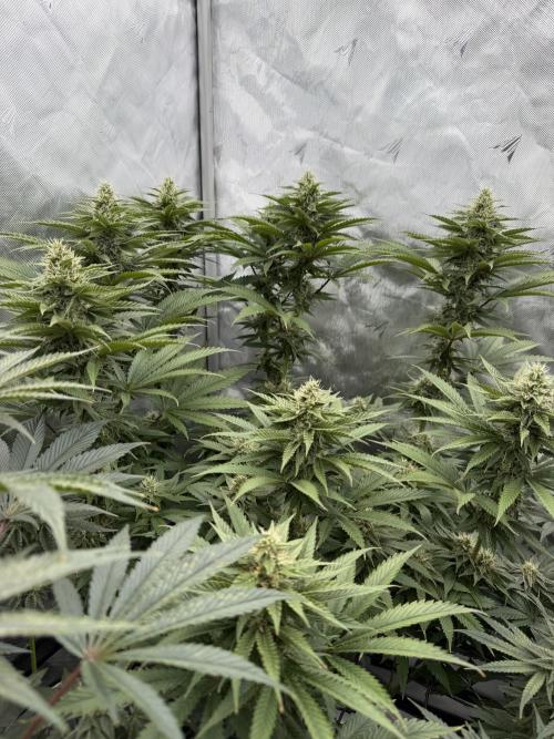 Blue Slushie F2 | Cherry Grenada. Week 11