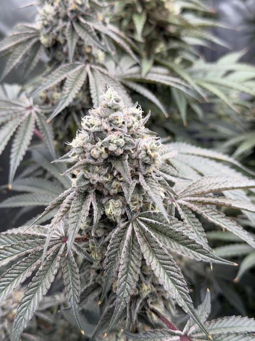 Blue Slushie F2 | Cherry Grenada. Week 13