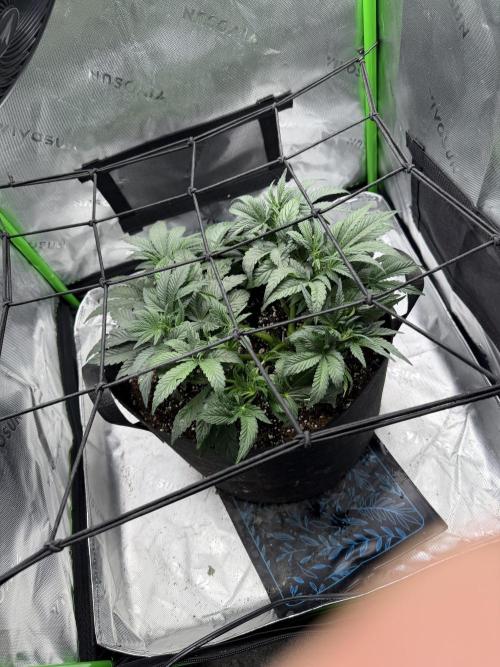 Scoopski F2 Auto. Week 5