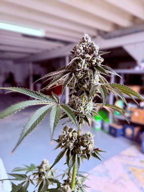 Stuffed Blue Cherry | Raw Genetics. Week 15