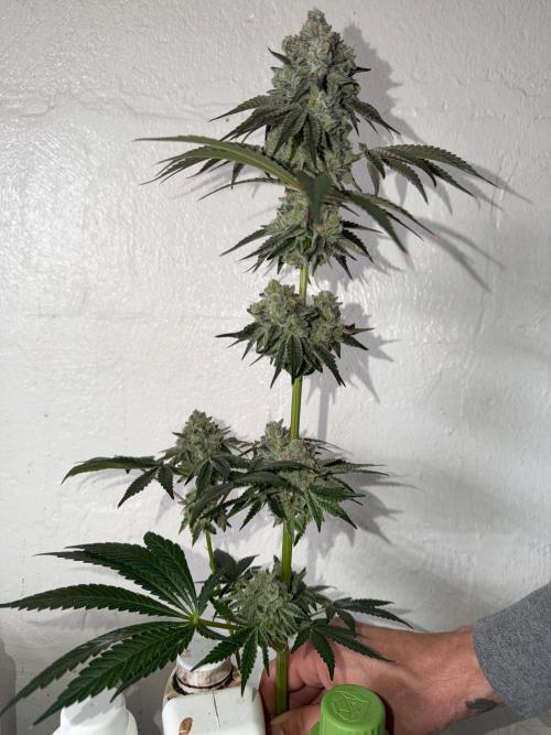 Stuffed Blue Cherry | Raw Genetics. Week 15