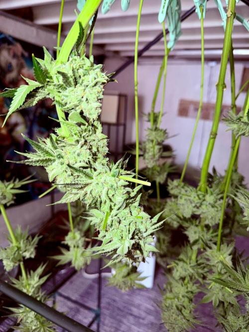 Stuffed Blue Cherry | Raw Genetics. Week 15
