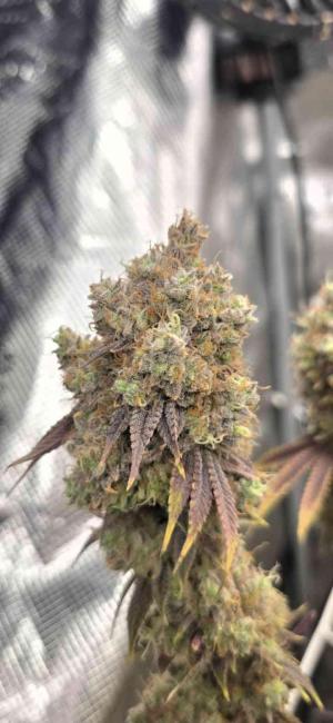 Comment by Secr_etFarmer photo #1