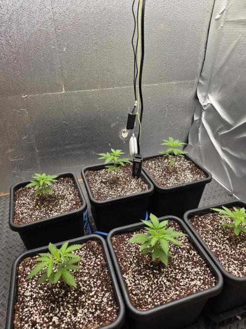 Jelly Donutz & Blueberry Cupcake. Week 3 - 6x Blueberry Cupcake transplanted