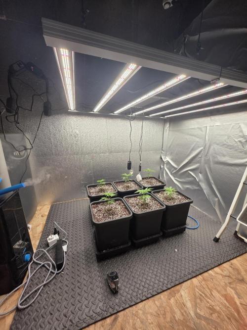 Jelly Donutz & Blueberry Cupcake. Week 3 - 6x Blueberry Cupcake transplanted