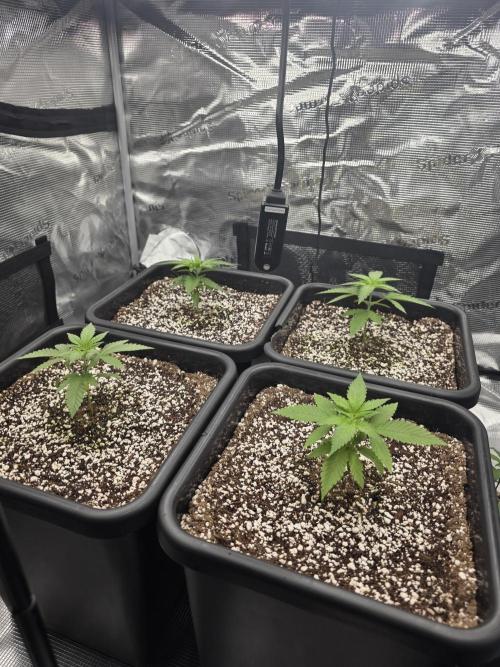 Jelly Donutz & Blueberry Cupcake. Week 3 - 4x Jelly Donutz transplanted