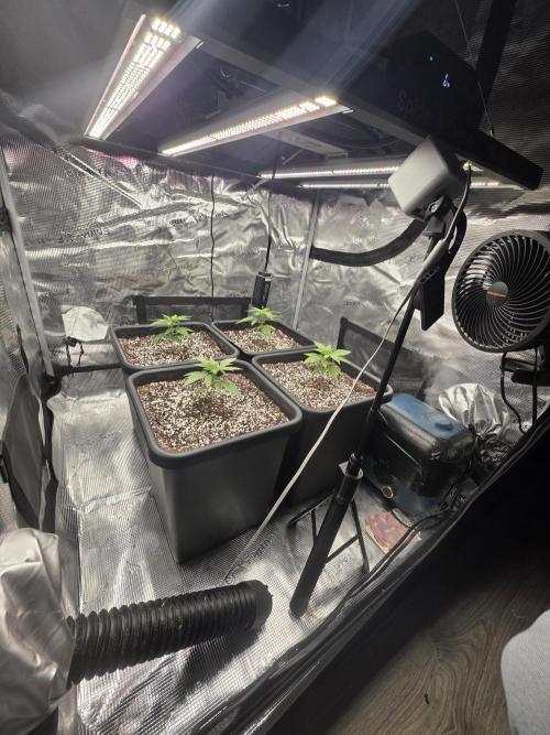 Jelly Donutz & Blueberry Cupcake. Week 3 - 4x Jelly Donutz transplanted