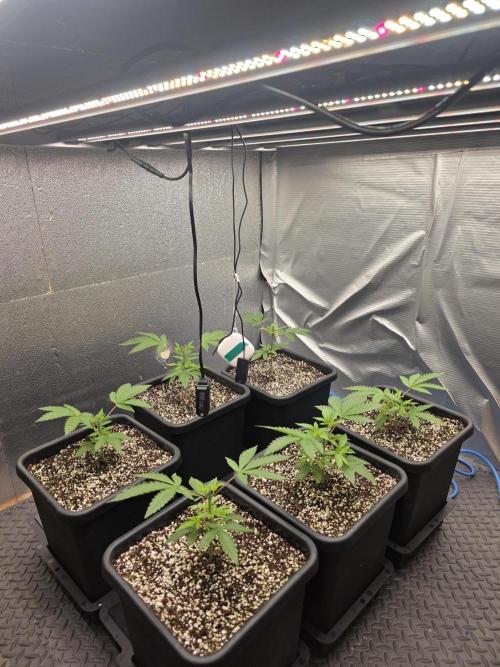 Jelly Donutz & Blueberry Cupcake. Week 4