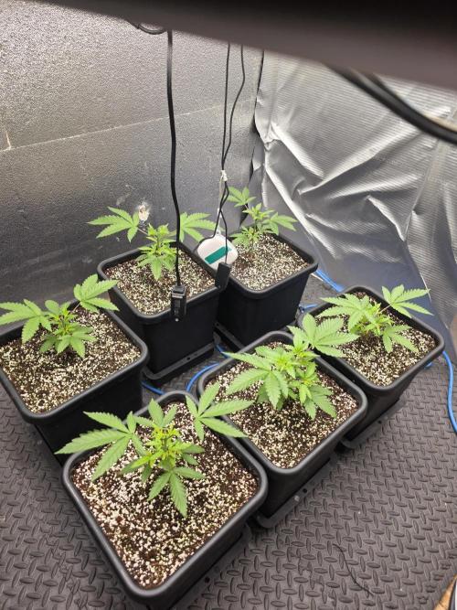 Jelly Donutz & Blueberry Cupcake. Week 4