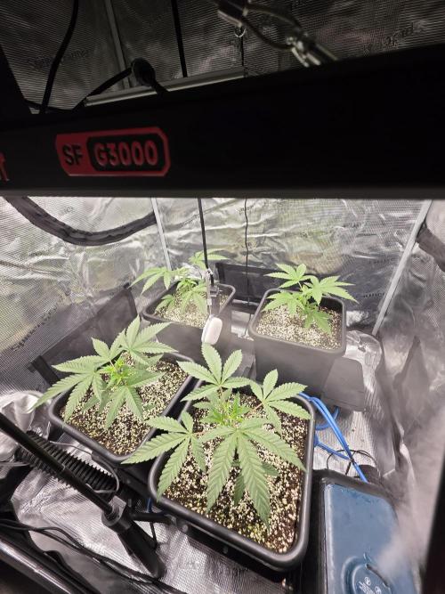 Jelly Donutz & Blueberry Cupcake. Week 4