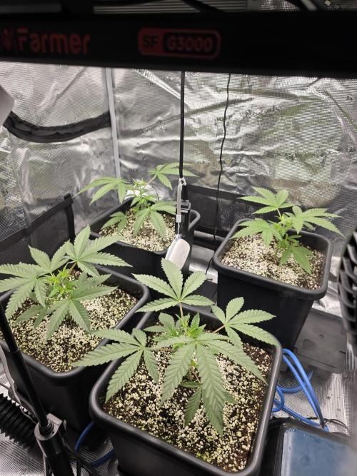 Jelly Donutz & Blueberry Cupcake. Week 4