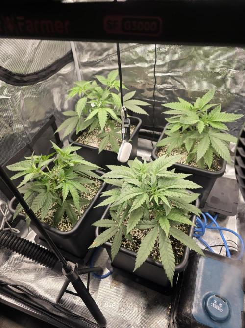 Jelly Donutz & Blueberry Cupcake. Week 5 - Starting lst soon (prepare for scrog)