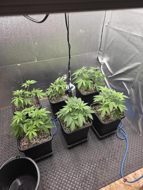 Jelly Donutz & Blueberry Cupcake. Week 5 - Starting lst soon (prepare for scrog)