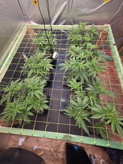 Jelly Donutz & Blueberry Cupcake. Week 6 - Day 41 from seed
