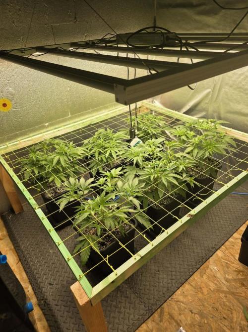 Jelly Donutz & Blueberry Cupcake. Week 6 - Day 41 from seed