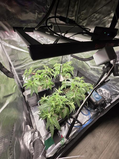 Jelly Donutz & Blueberry Cupcake. Week 6 - Day 41 from seed