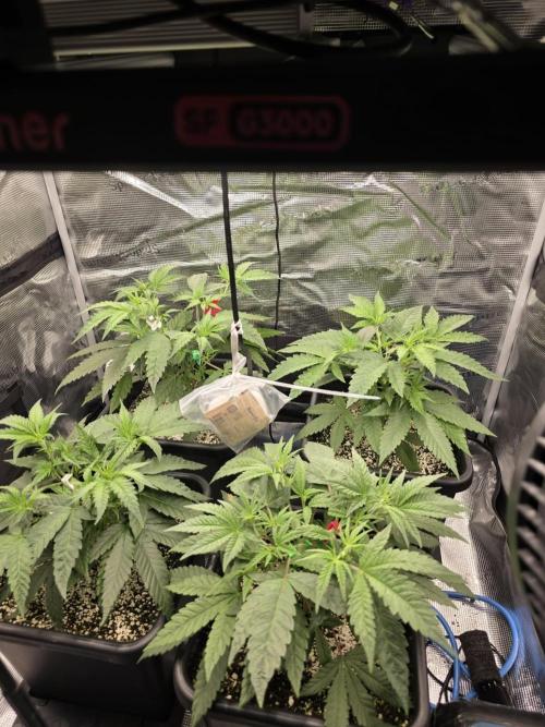 Jelly Donutz & Blueberry Cupcake. Week 6 - Day 41 from seed