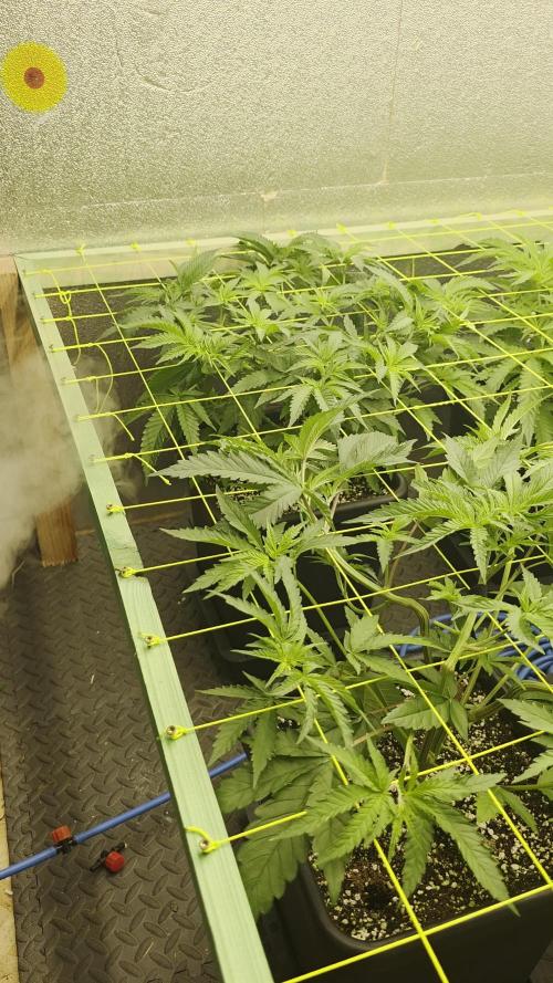 Jelly Donutz & Blueberry Cupcake