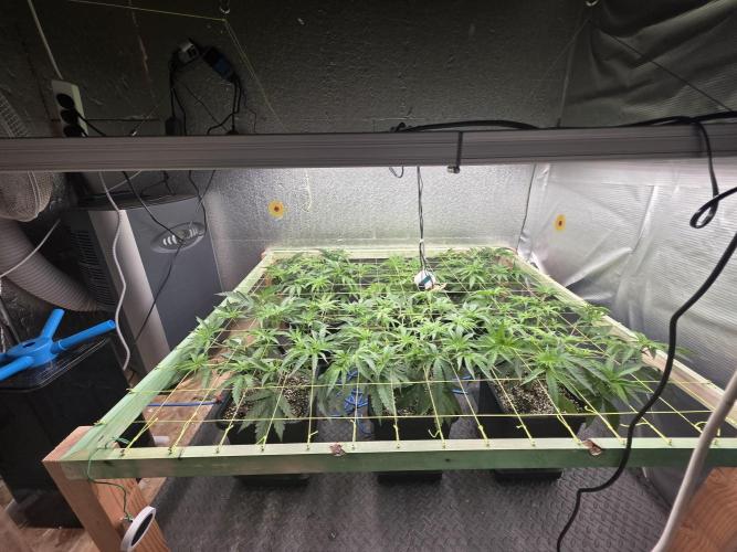 Jelly Donutz & Blueberry Cupcake. Week 7 - Blueberry cupcake flipped to flower

day 45