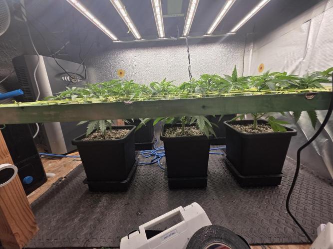 Jelly Donutz & Blueberry Cupcake. Week 7 - Blueberry cupcake flipped to flower

day 45