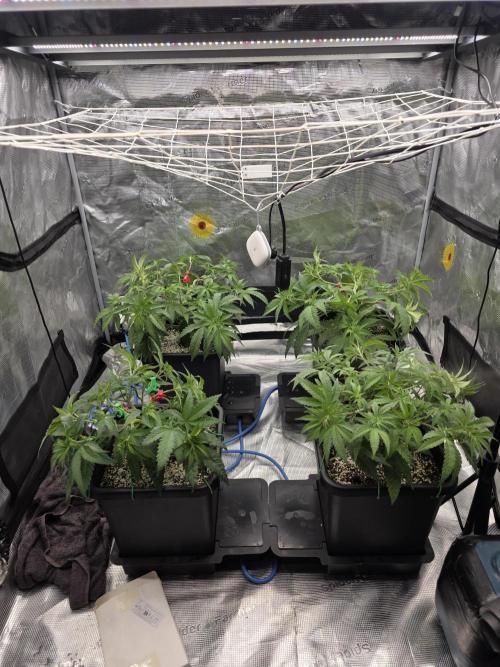 Jelly Donutz & Blueberry Cupcake. Week 7 - Jelly Donutz moved to 4x4 but will veg for a little more

day 45