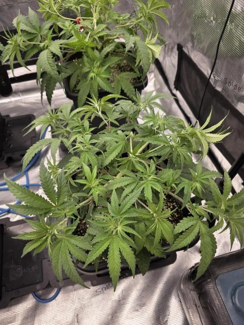 Jelly Donutz & Blueberry Cupcake. Week 7 - Jelly Donutz moved to 4x4 but will veg for a little more

day 45