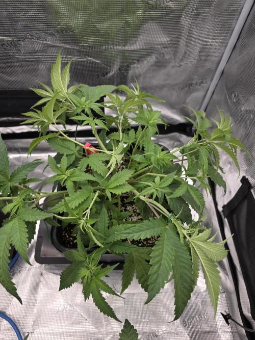 Jelly Donutz & Blueberry Cupcake. Week 7 - Jelly Donutz moved to 4x4 but will veg for a little more

day 45