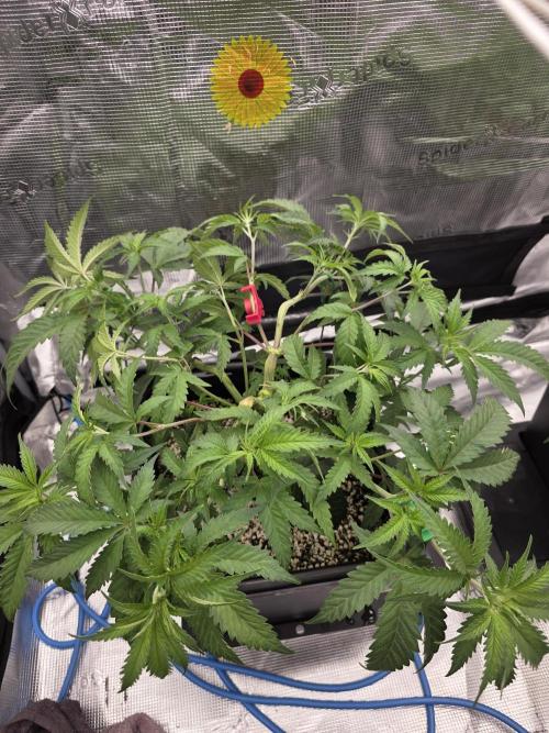 Jelly Donutz & Blueberry Cupcake. Week 7 - Jelly Donutz moved to 4x4 but will veg for a little more

day 45