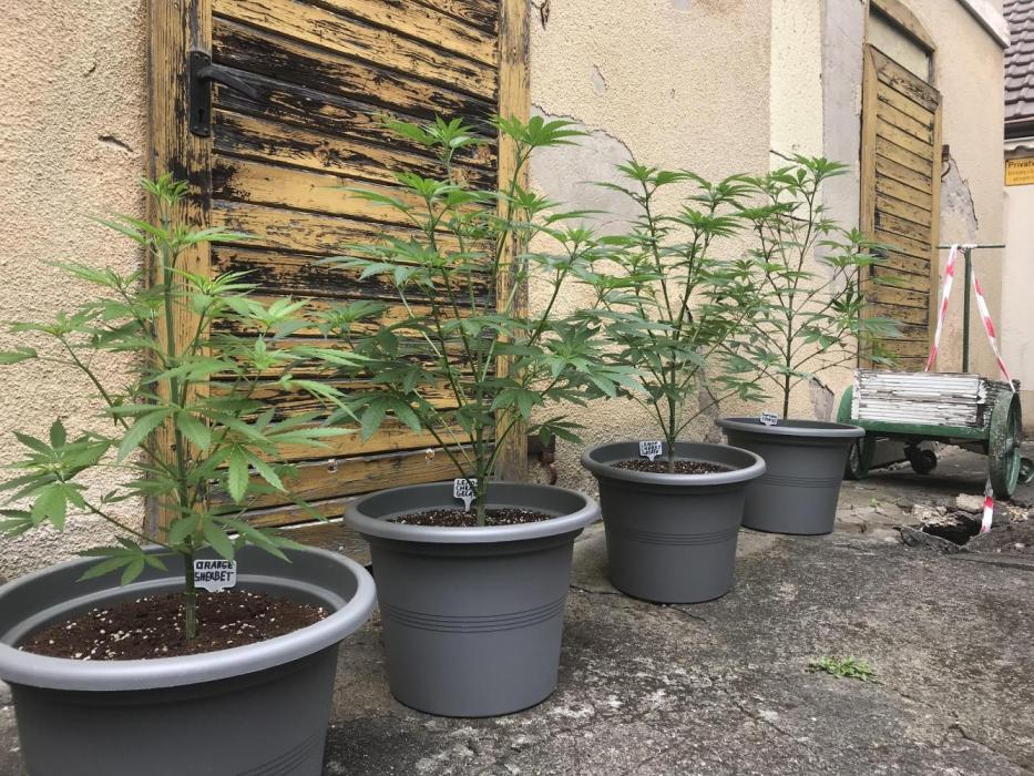 LCG Outdoor Indoor. Week 8