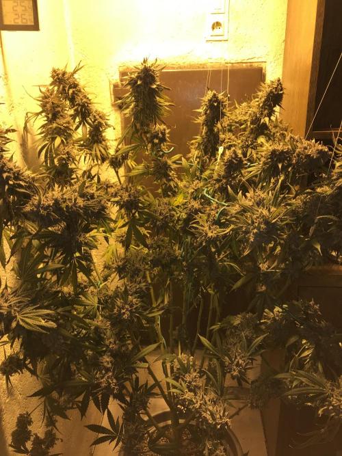 LCG Outdoor Indoor. Week 13