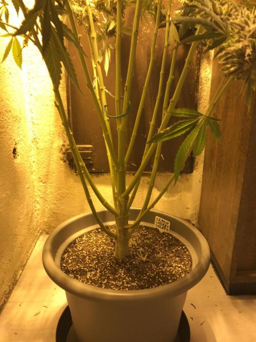 LCG Outdoor Indoor. Week 13